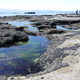 Illustration for article titled Pics from the (Ocean Floor): 2018-05-05 at Botanical Beach
